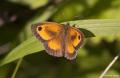 Pyronia tithonus (Pironiya)